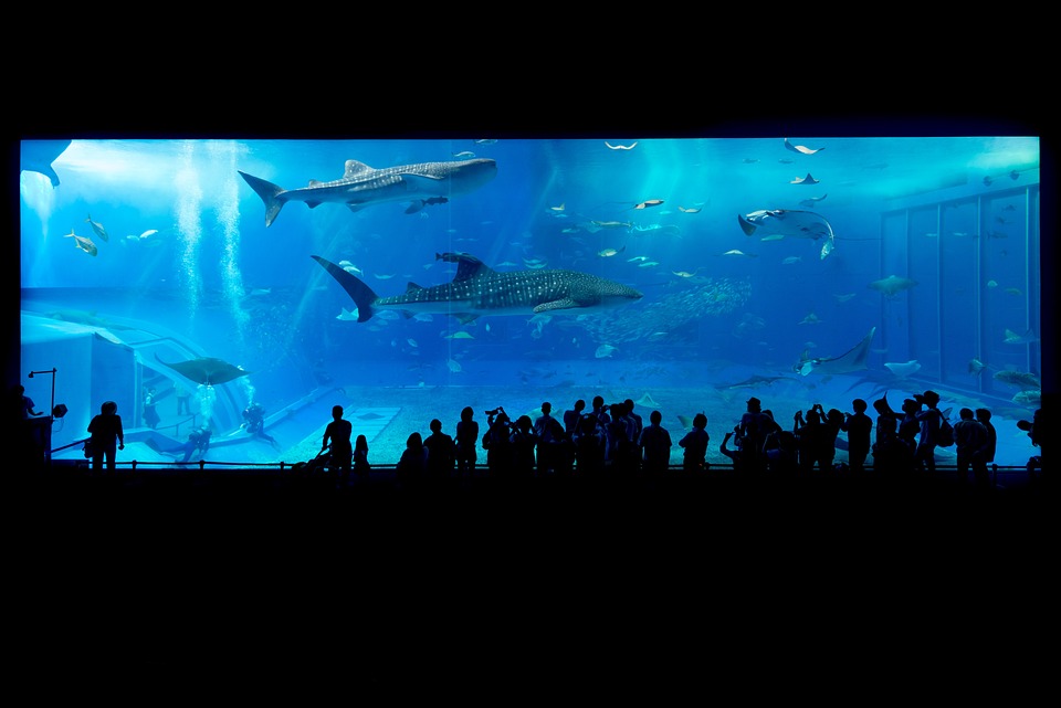 Interesting Facts About Aquariums That Will Shock You in 2023