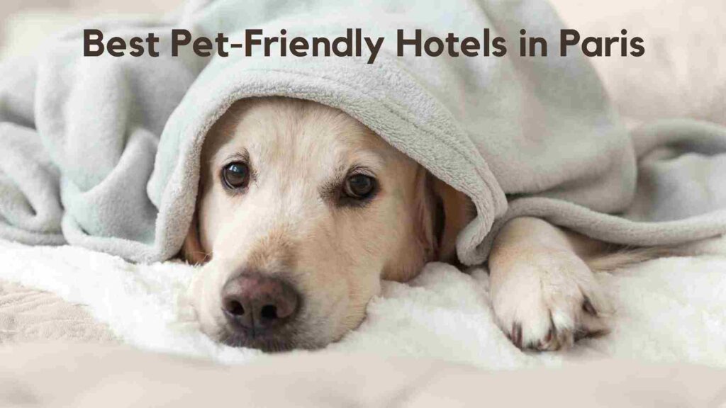 Best Pet-Friendly Hotels in Paris